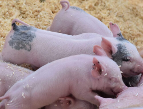 Disminuye la Producción Porcina del País para Septiembre